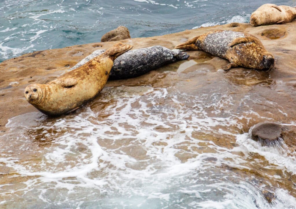 sea lions lay on the rocks at point lobos