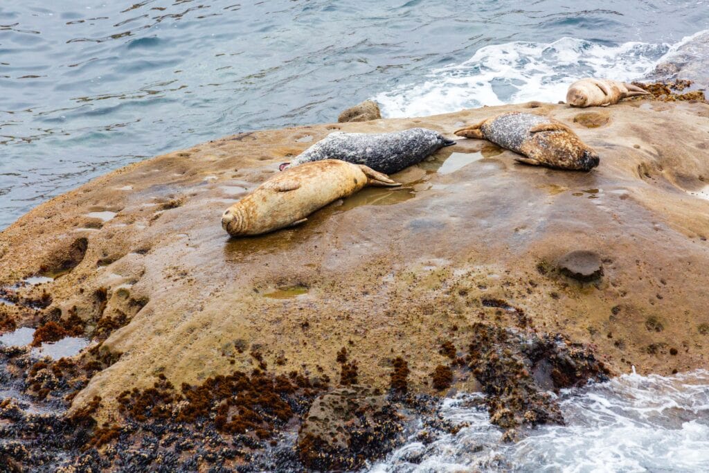 sea lions lay on the rocks at point lobos