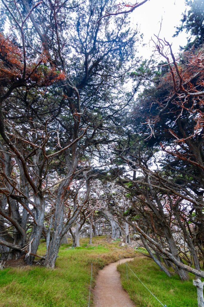 Gnarled coastal trees with dark silhouetted branches in foggy forest light