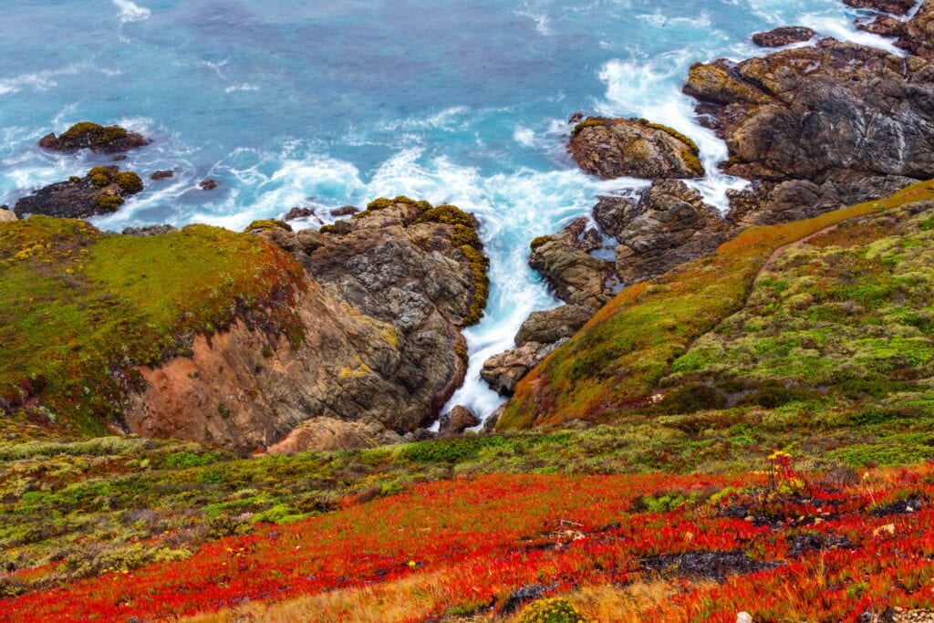 Red and orange plants covering a coastal hillside above rocky shoreline