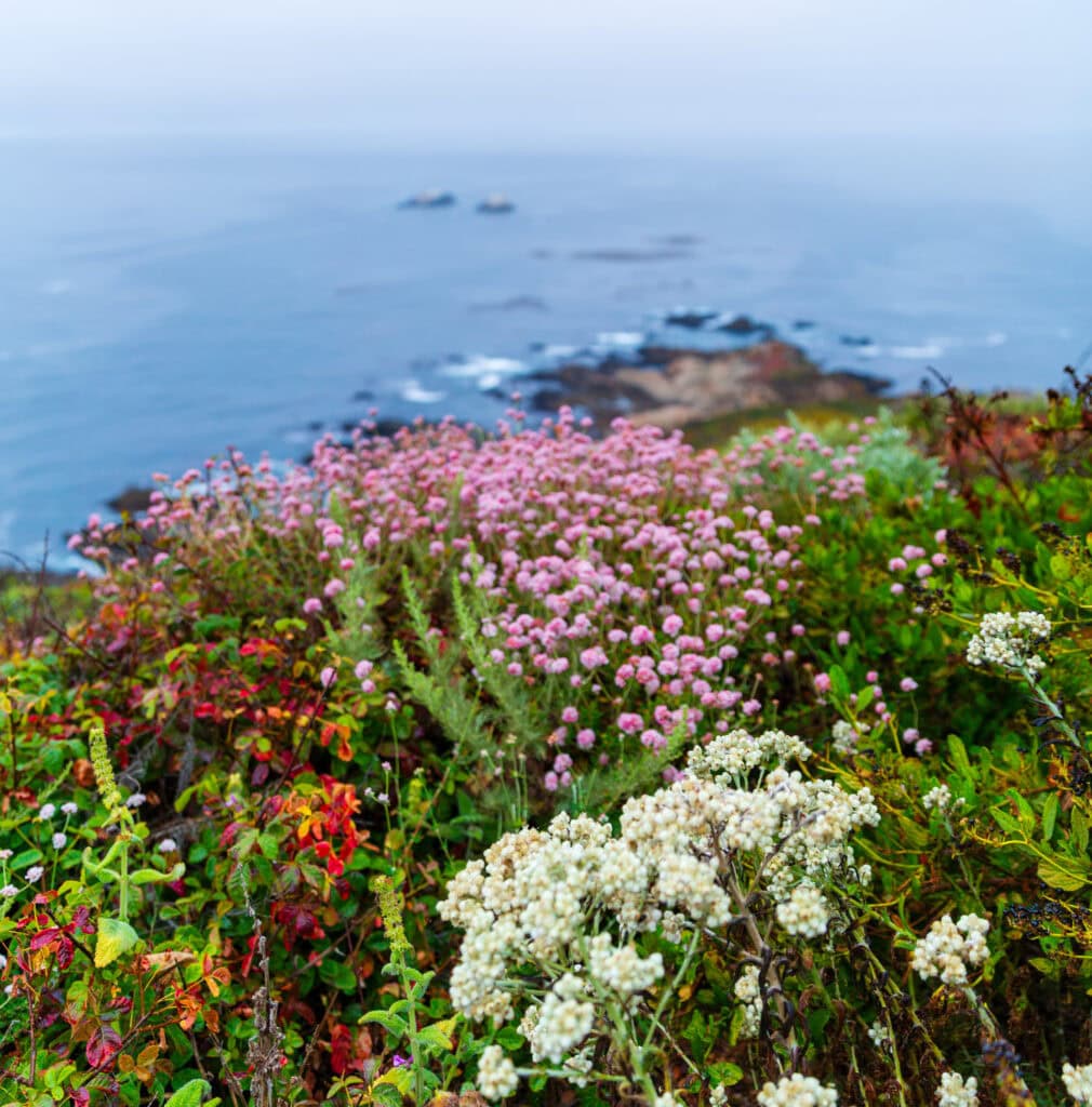 Pink and white wildflowers blooming along a dramatic California coastal bluff