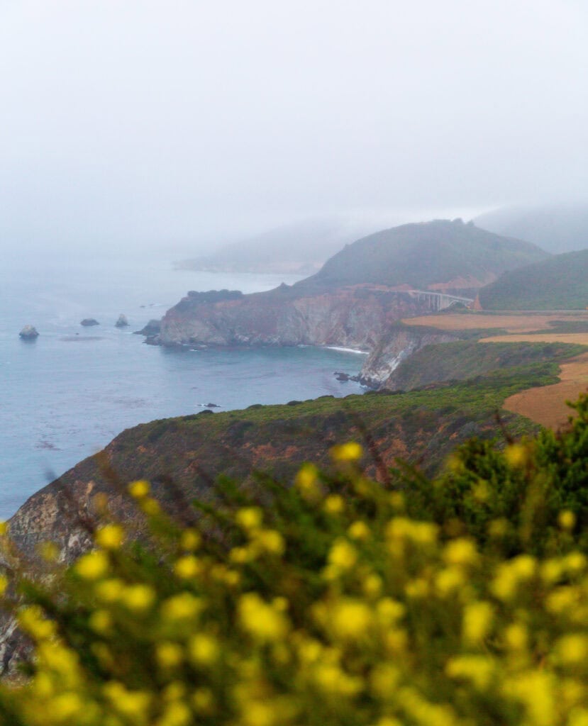 Coastal hillside covered in yellow wildflowers with offshore rocky islets