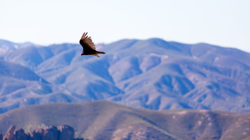 a bird soaring over layered mountain ridges in soft morning haze