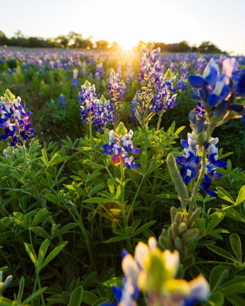 A close up of texas bluebonnets with the sun shining low on the horizon