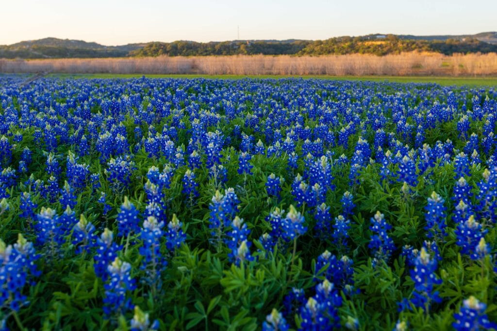 a field of bluebonnets in texas