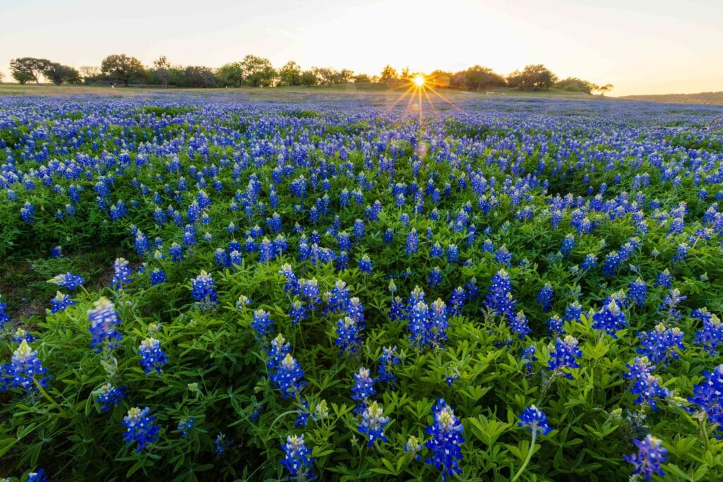 a field of bluebonnets in texas