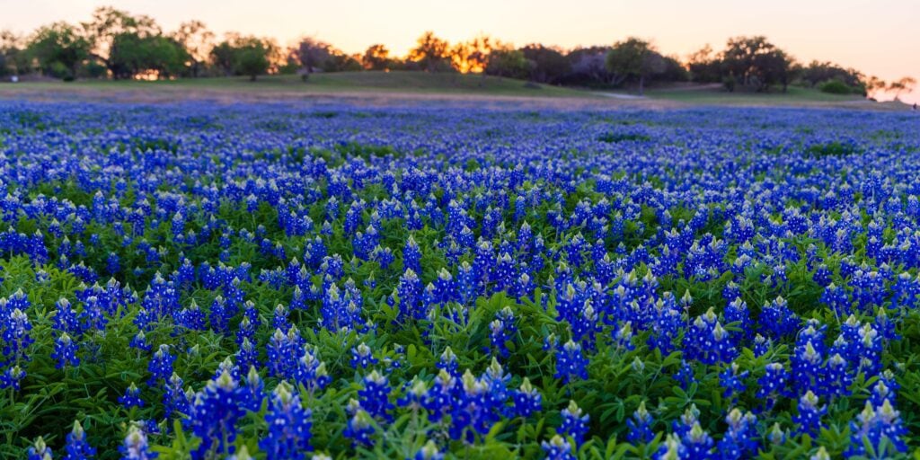 a field of bluebonnets in texas