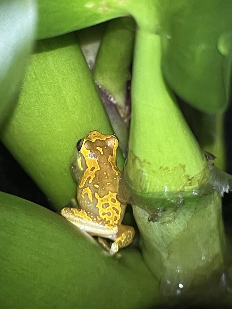 A yellow frog sits on a plant branch