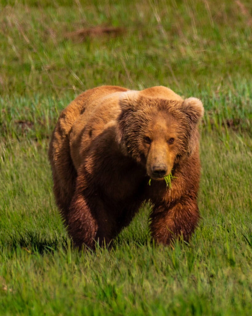 brown bear foraging in an open meadow