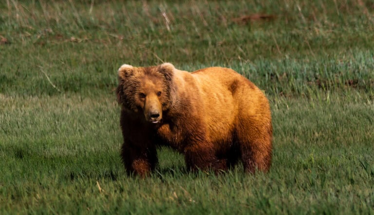 brown bear foraging in an open meadow