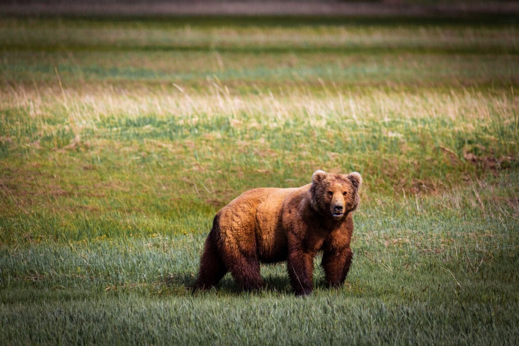 brown bear foraging in an open meadow