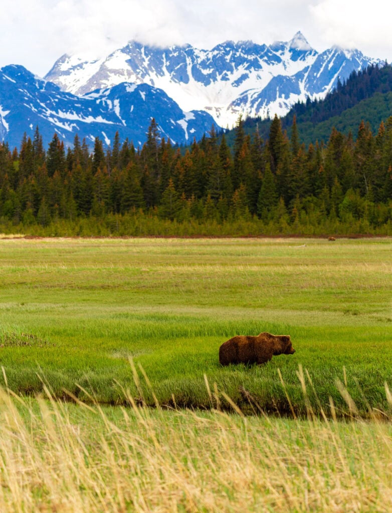 Brown bear in a wide valley, mountains and forest as backdrop, mid-distance shot