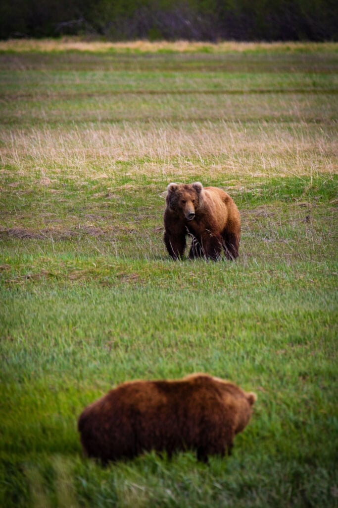 Two brown bears — adult and younger bear — in a grass meadow