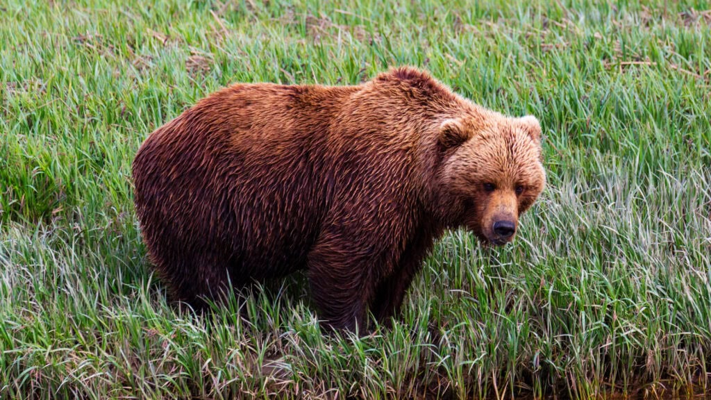 rown bear in profile moving through dense grass, deliberate stride
