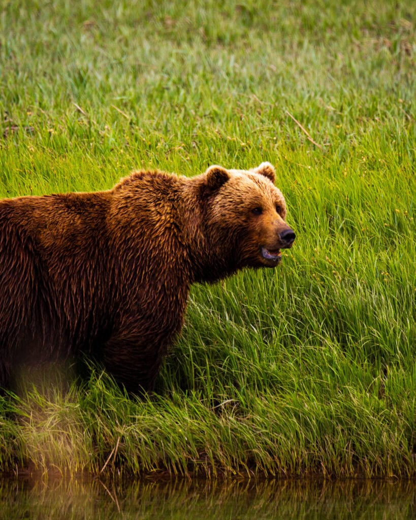 rown bear walking through tall green grass, full body profile