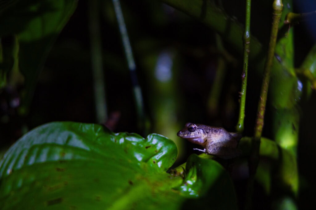 a frog seen in the forest in costa rica