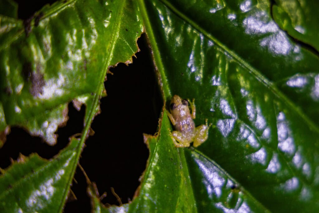 a glass frog sits on a plant branch