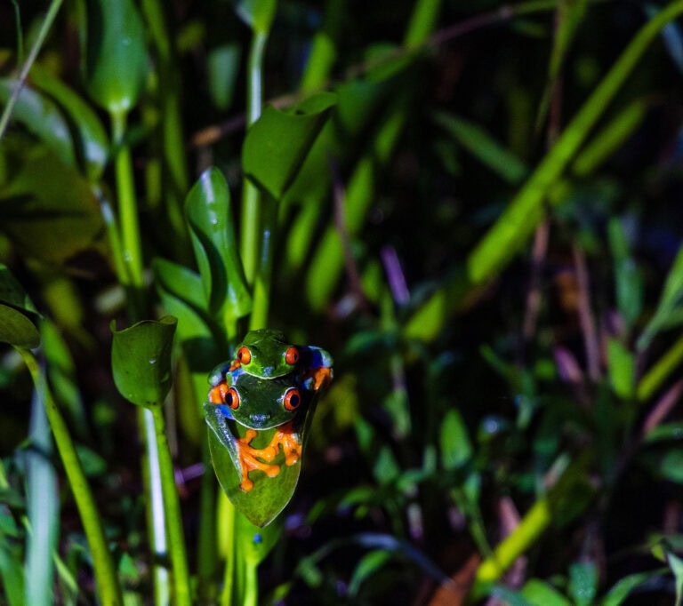 two red eyed tree frogs sit on top of each other in costa rica