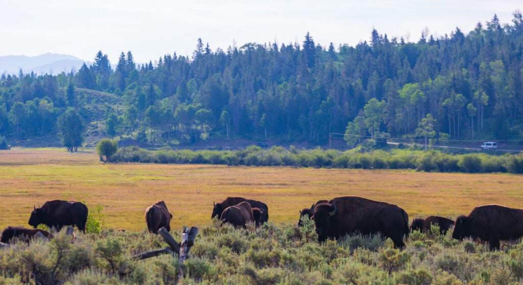 Bison grazing in sagebrush flats with pine trees and mountains behind