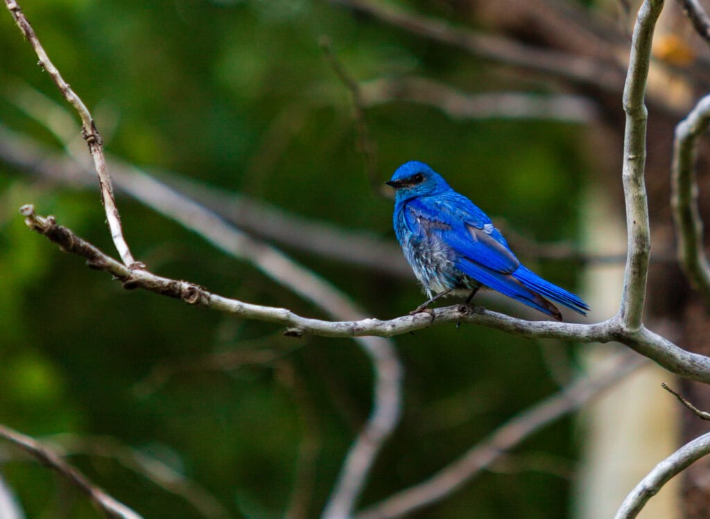 Bright blue mountain bluebird perched on a bare branch