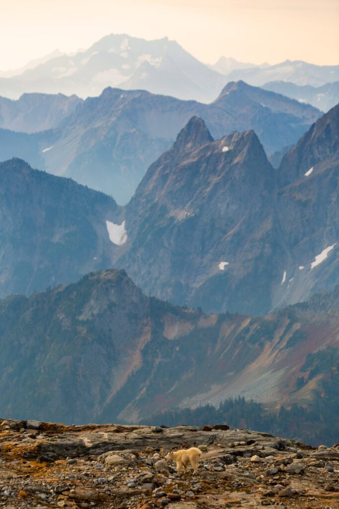 A mountain goat stands on a rocky slope with jagged peaks and a sweeping alpine valley below