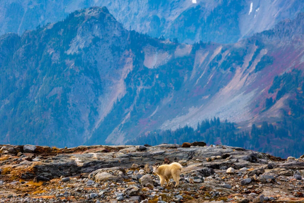 A mountain goat navigates a boulder-strewn slope with steep rocky ridgelines in the background