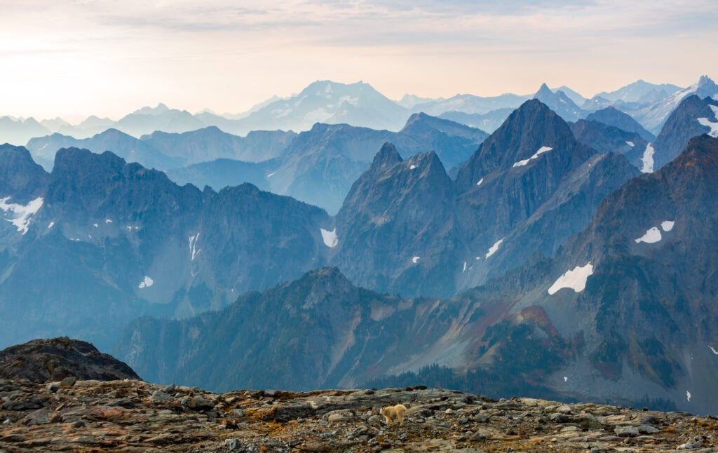 . Two mountain goats on a rocky high-alpine slope with dramatic snowy peaks behind them