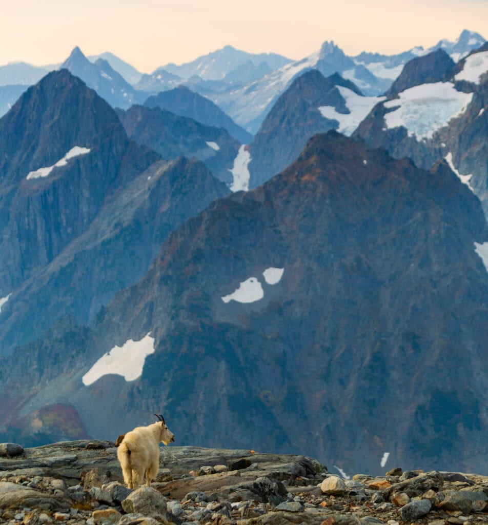 A mountain goat on a boulder field with glaciated peaks visible in the distance