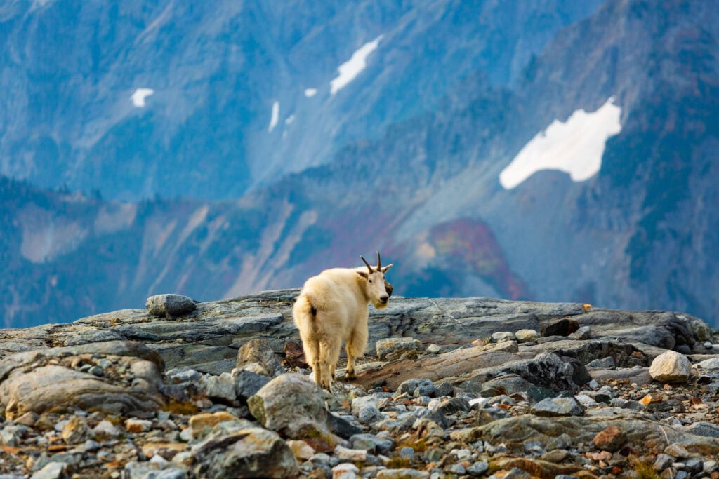 A mountain goat picks its way across loose rocks with snowy peaks and ridgelines in the background