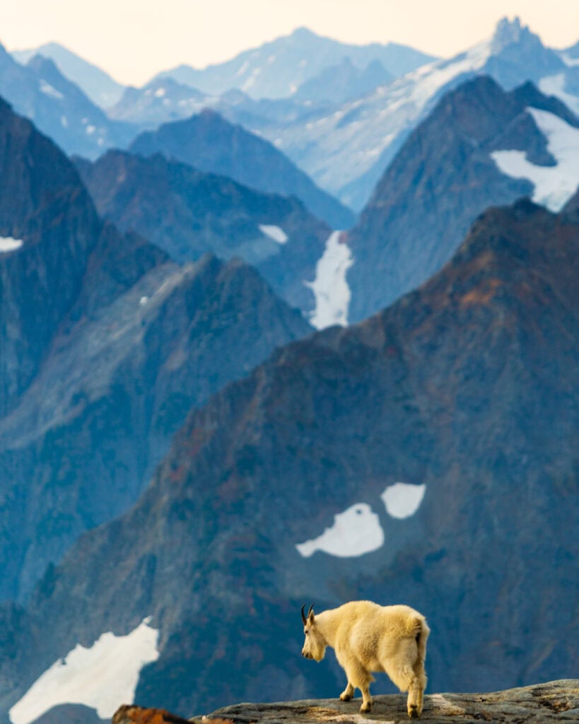 A steep rocky mountain wall rises sharply with a small mountain goat visible on the slope below