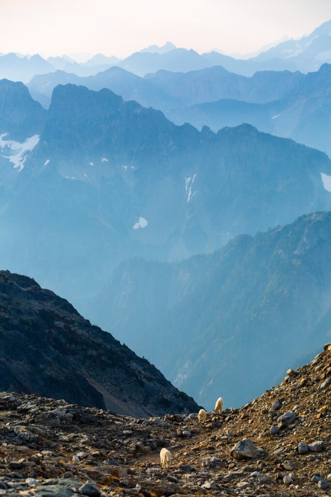 Two mountain goats on a rocky ridgeline with rugged snow-patched peaks rising behind them