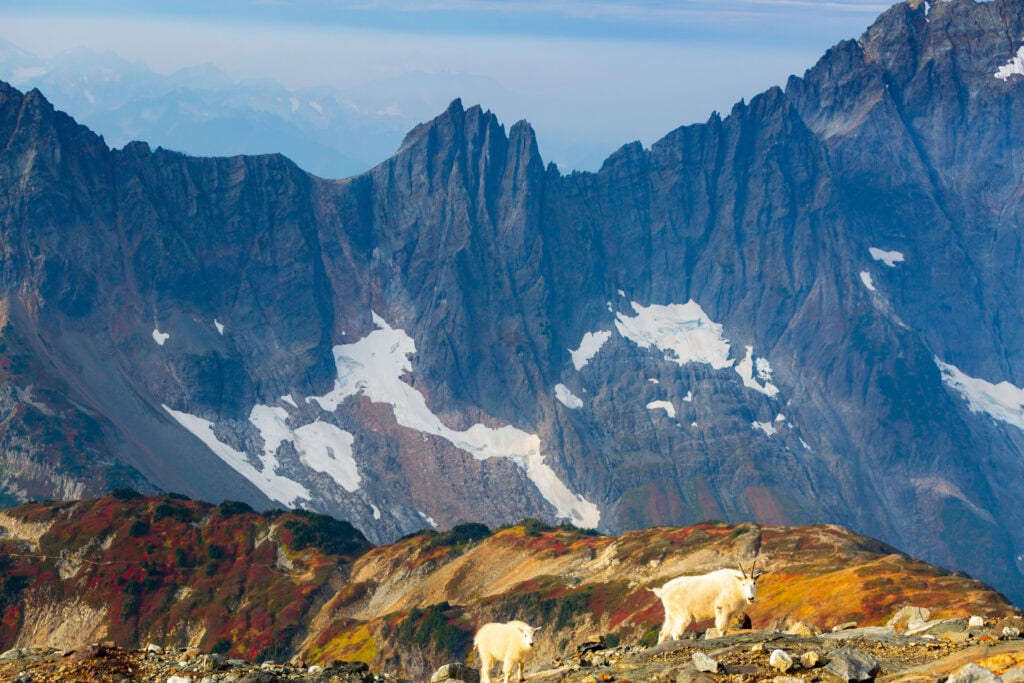 Two mountain goats on a rocky ridgeline with rugged snow-patched peaks rising behind them
