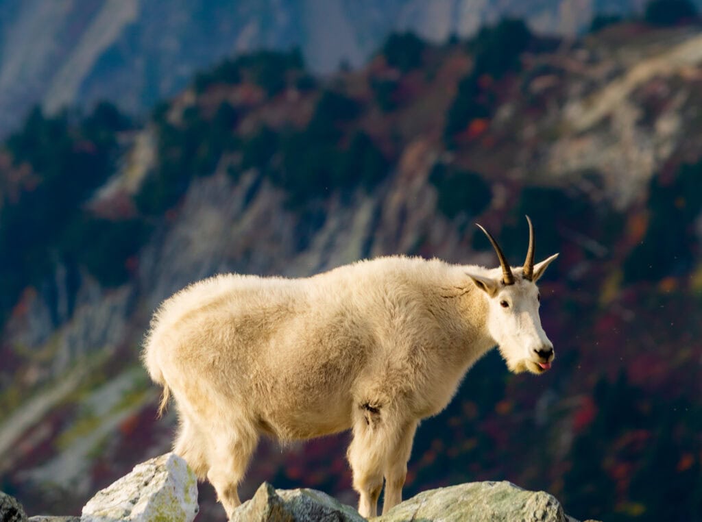 A mountain goat stands on a boulder-strewn slope with rugged snow-dusted peaks in the background