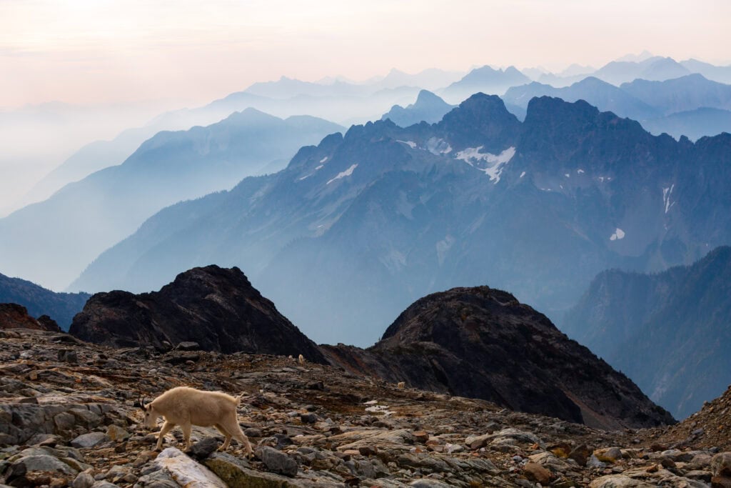 A mountain goat stands on a rocky high-alpine ridge with hazy peaks filling the background