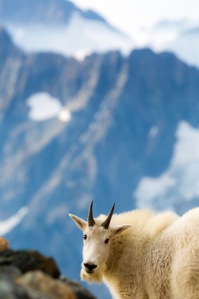 Close-up of a mountain goat's head and horns against a soft blue mountain backdrop