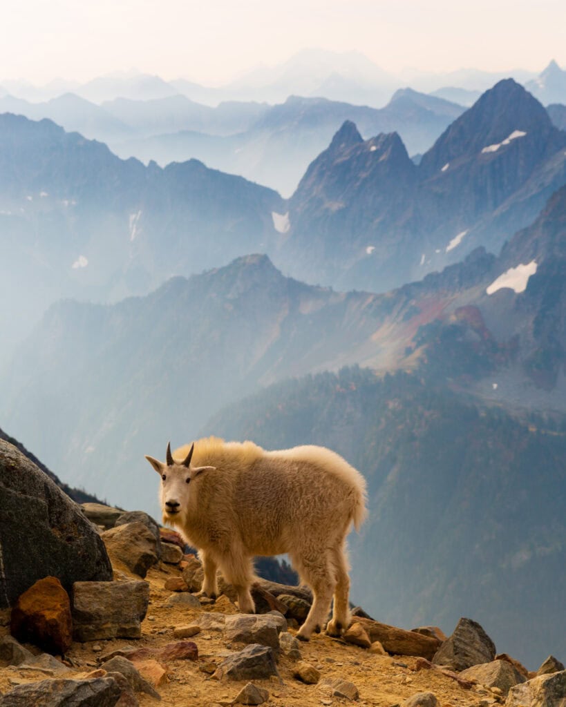 A mountain goat stands broadside on a rocky ledge with hazy mountain peaks stretching across the horizon