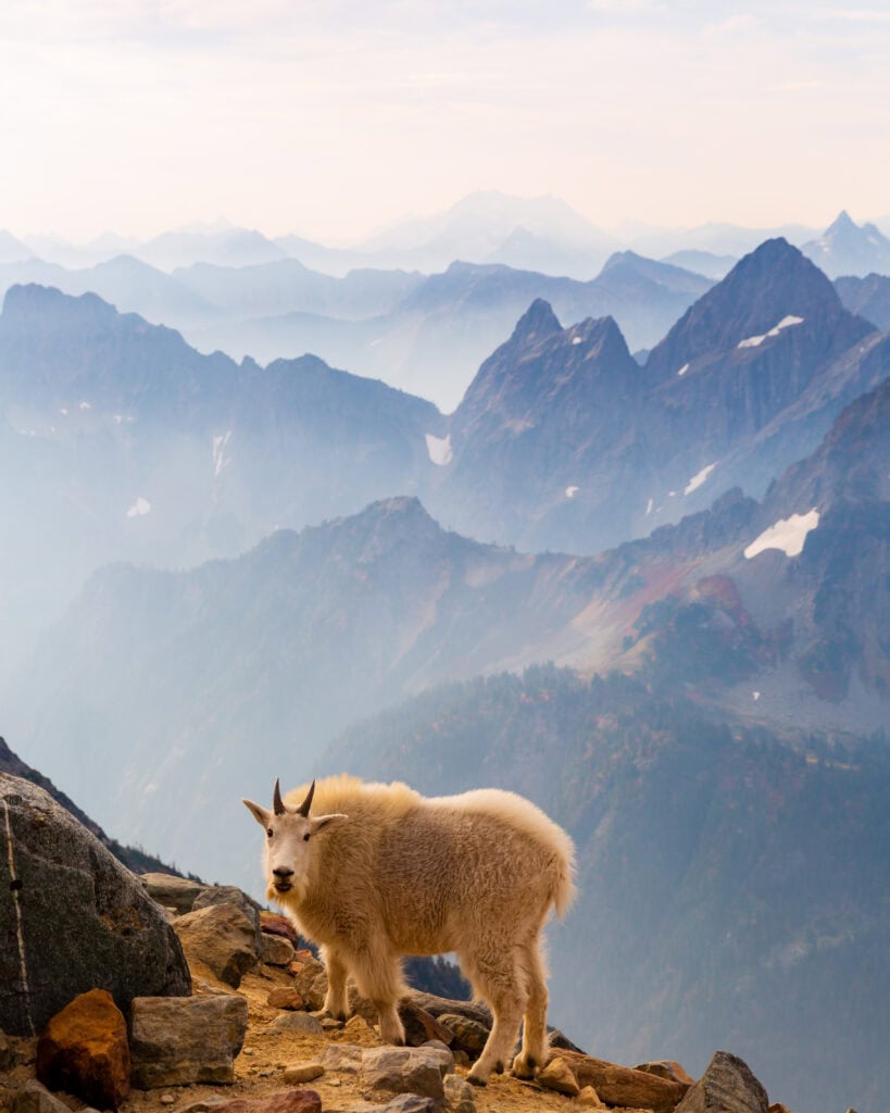 A mountain goat walks across a rocky alpine slope with layered blue mountain ridges in the background