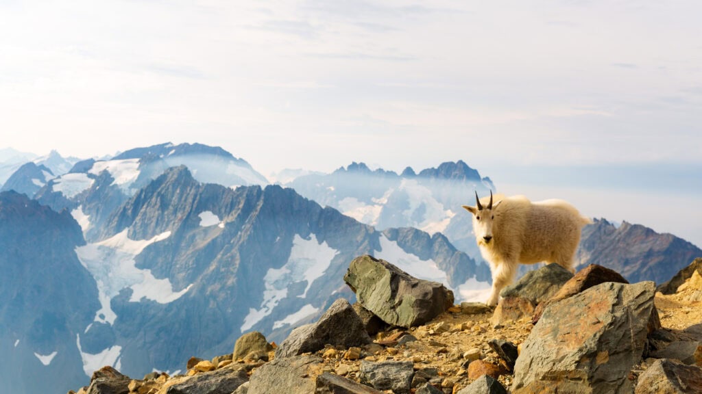 A mountain goat stands on a rocky outcrop with jagged peaks fading into the distance behind it