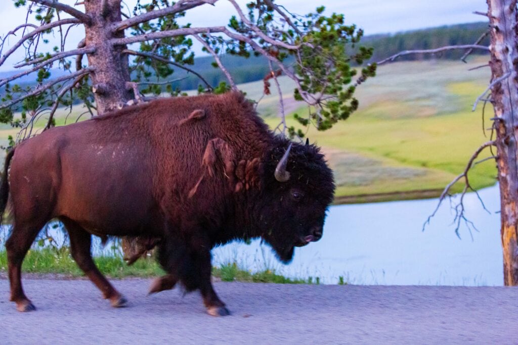 bison walking down the road in yellowstone