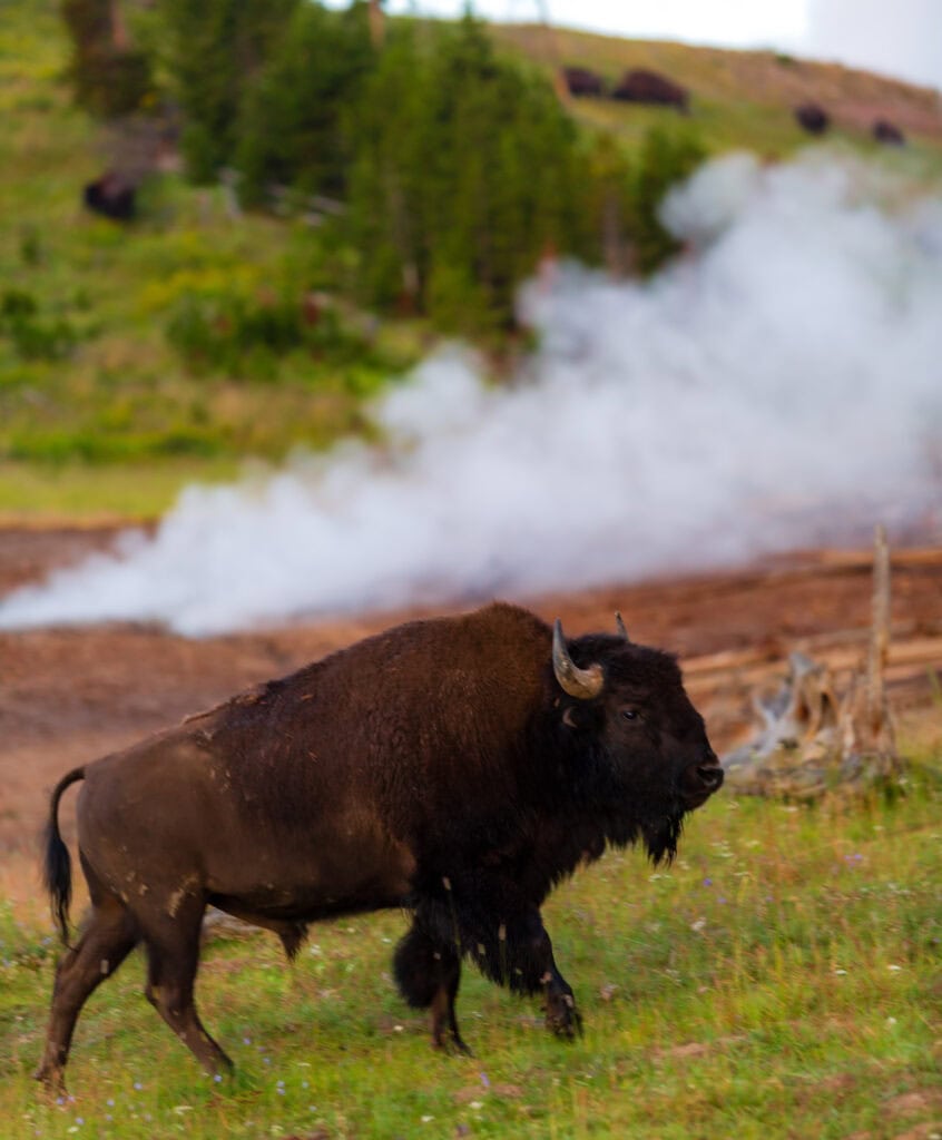 Bison walking through a thermal basin with geyser steam in the background