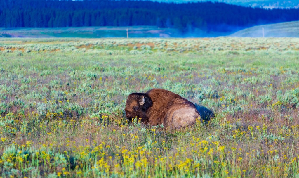 Bison grazing in a wide green meadow with storm clouds overhead