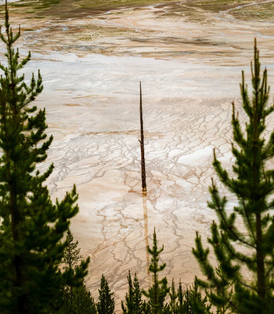 Dead lodgepole pines standing in a thermal basin with green trees on the edges of the image