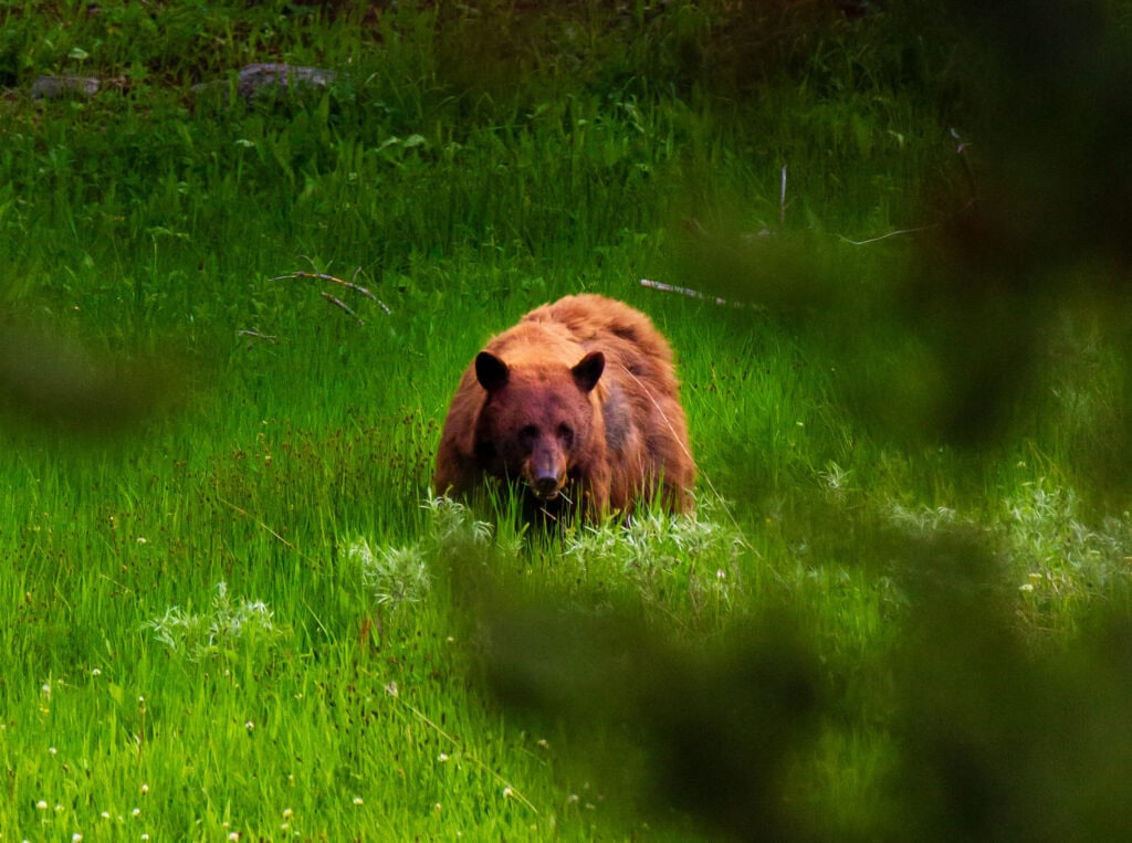 Brown bear standing in lush green vegetation