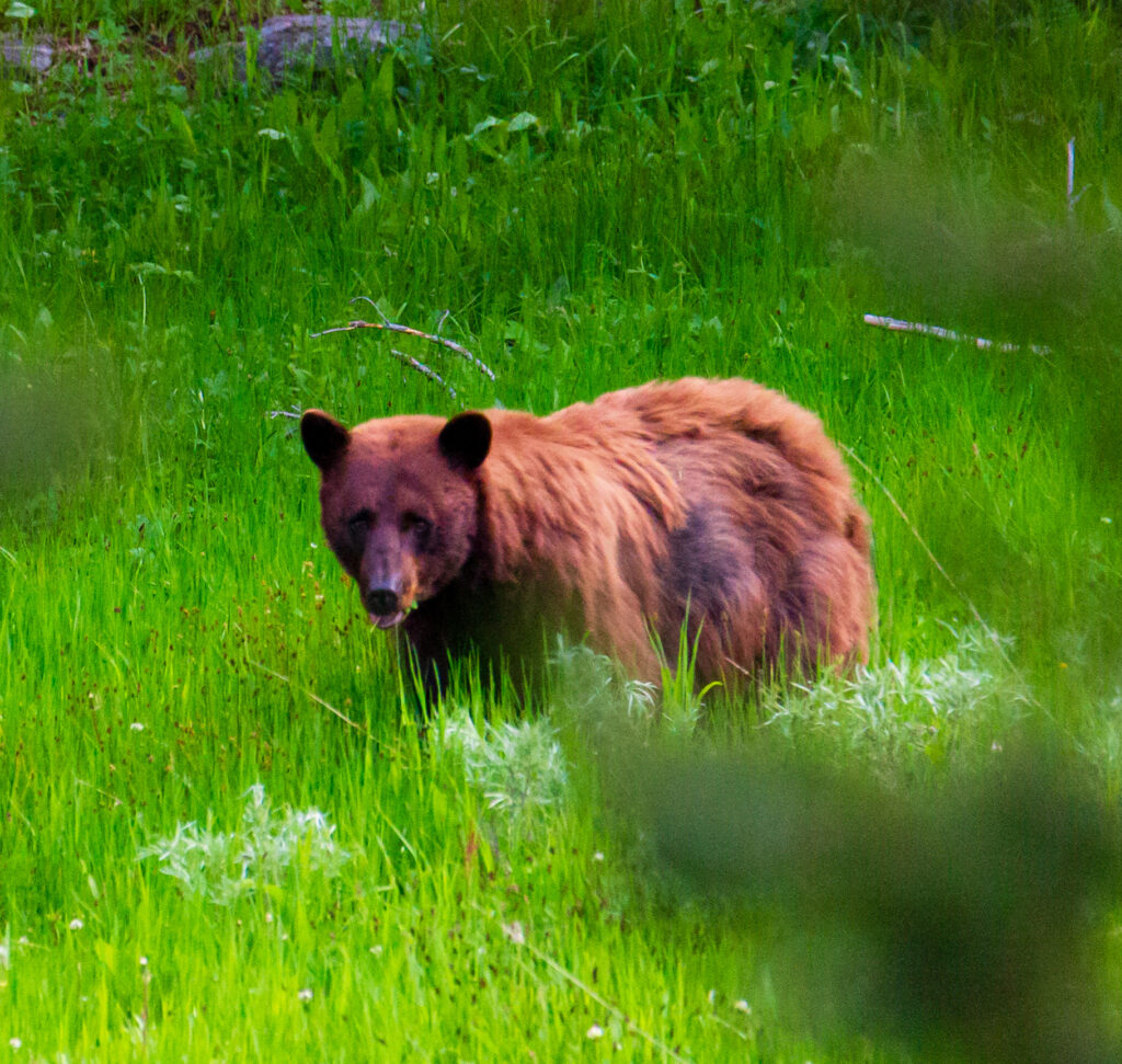 Brown bear walking through a green meadow