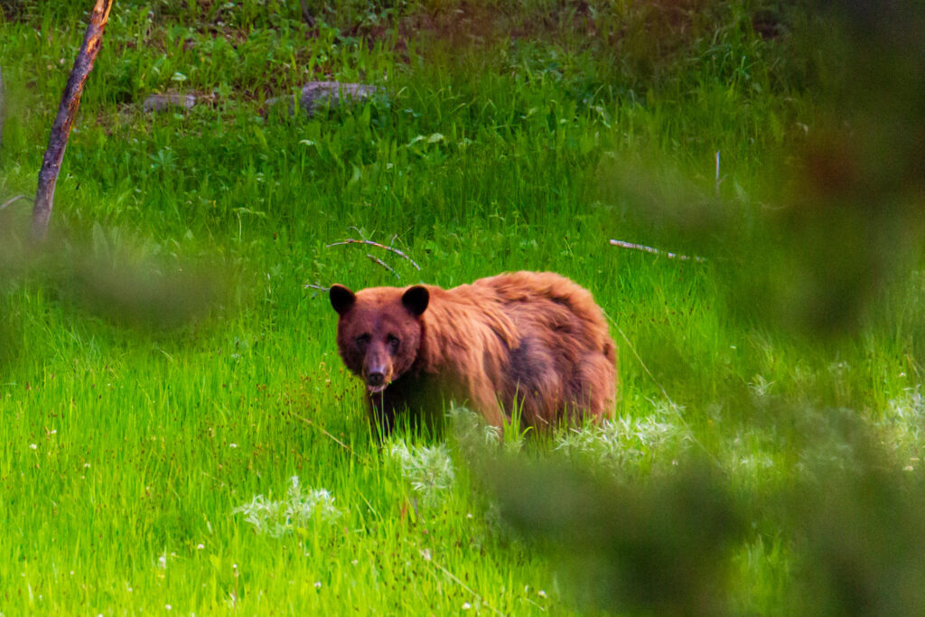 Brown bear foraging in tall green grass