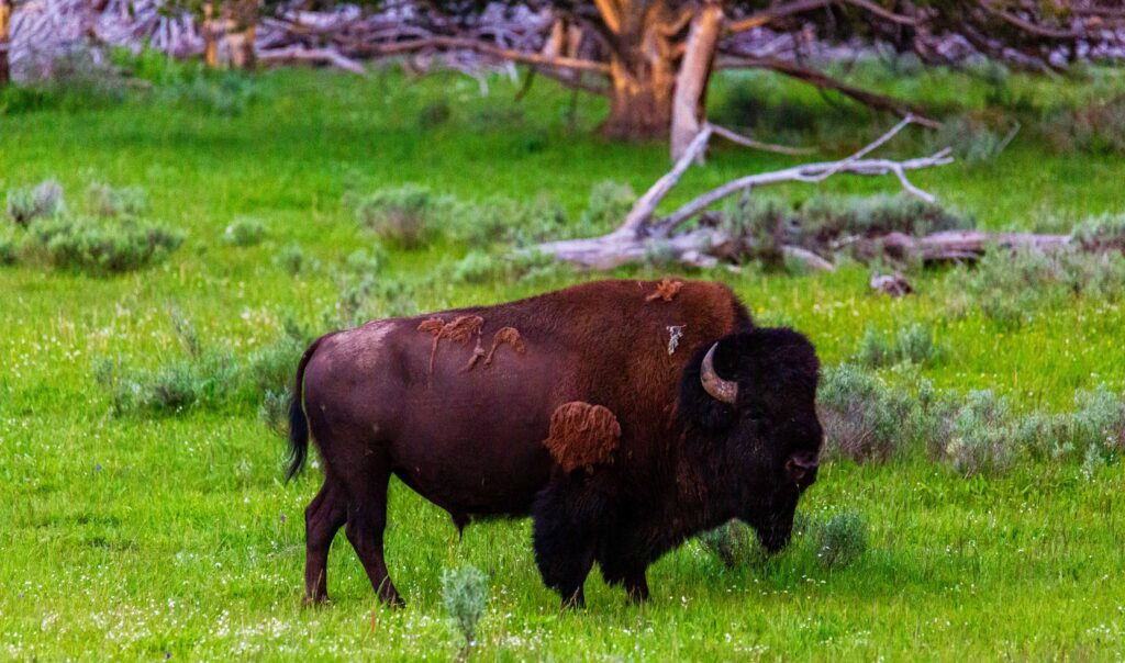 Bison standing in green grass at Yellowstone National Park