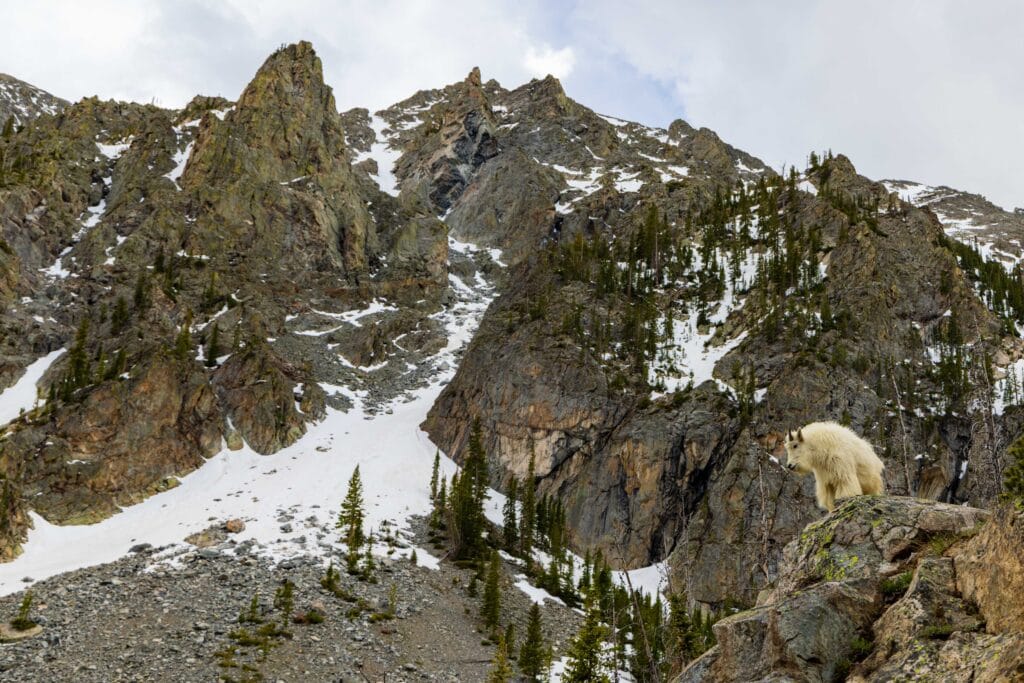 a goat on a rock in front of buffalo mountain in colorado