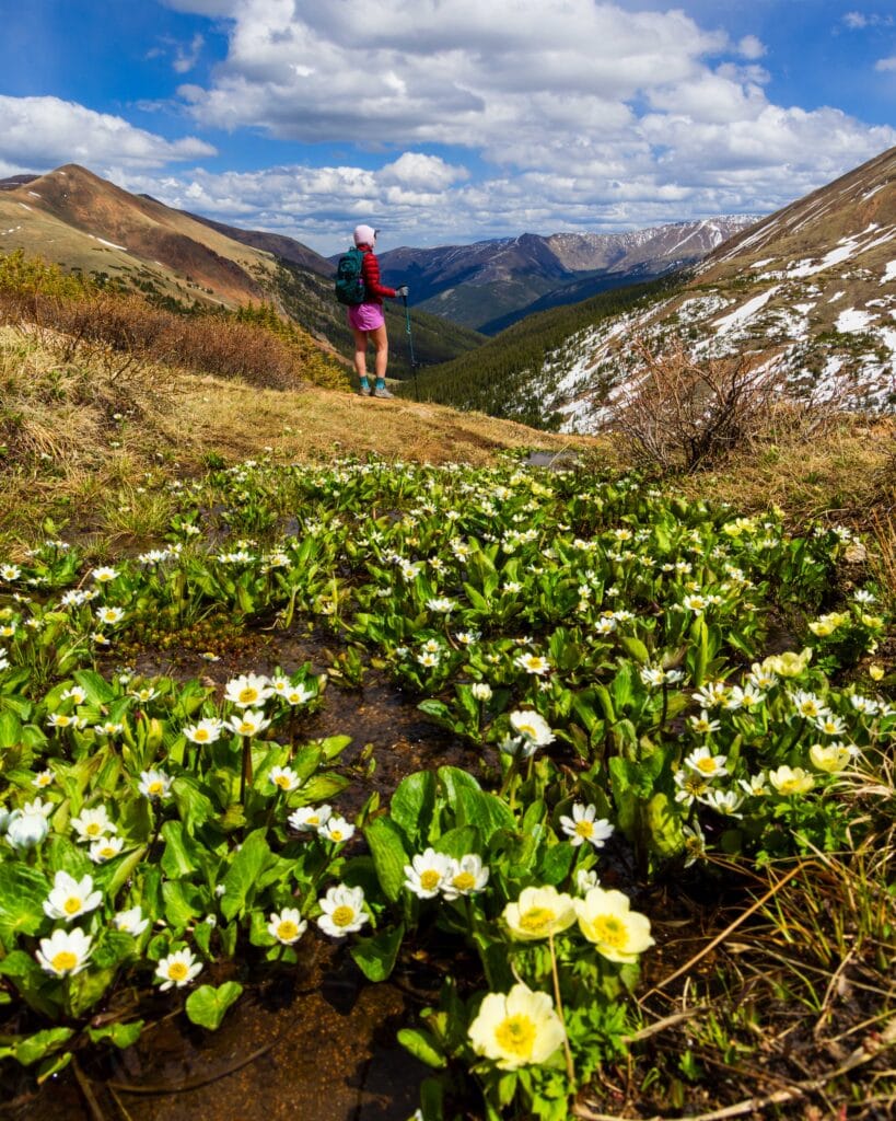 Hiker standing in a wildflower meadow overlooking a valley and distant ridge on Herman Gulch Trai