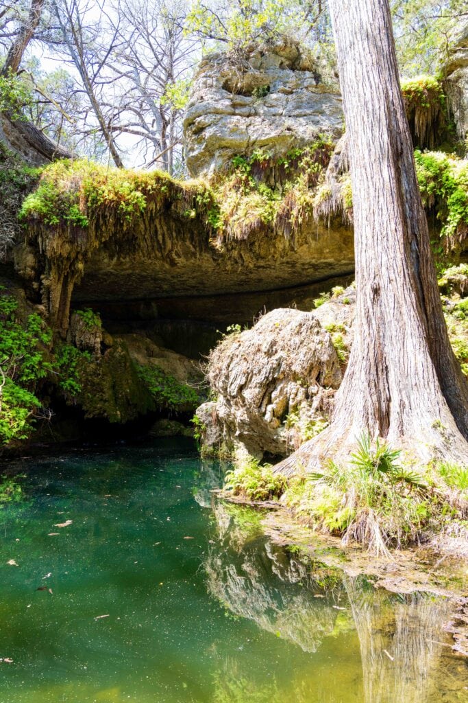 Calm teal-green waters of the Westcave Grotto with a large cypress tree and rock arch in the background