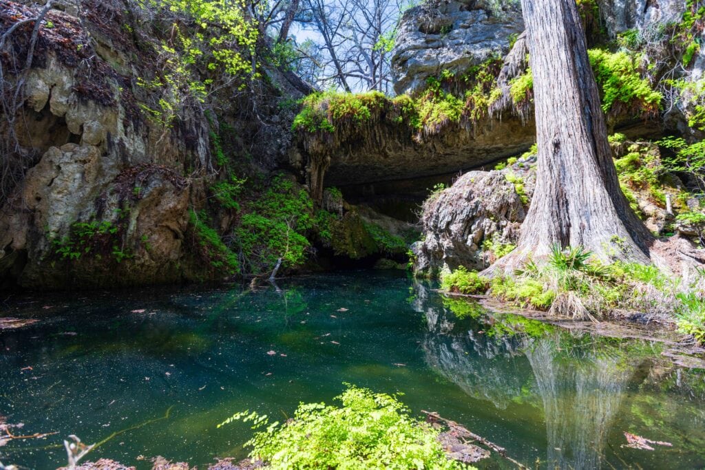 Calm teal-green waters of the Westcave Grotto with a large cypress tree and rock arch in the background